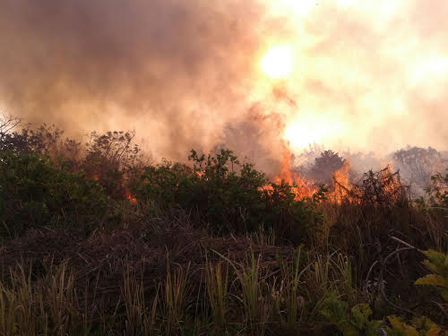 Lahan Kosong di Pulau Payung Terbakar