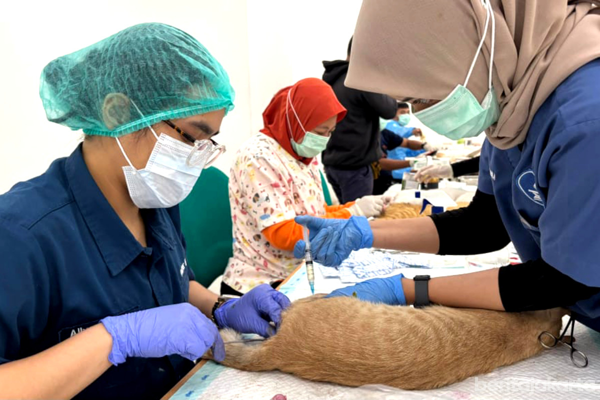 Proses persiapan sterilisasi Kucing Jantan di Johar Baru