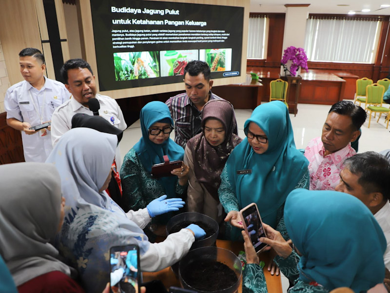 Gerakan Tanam Jagung Pulut di Jaksel Disosialisasikan 