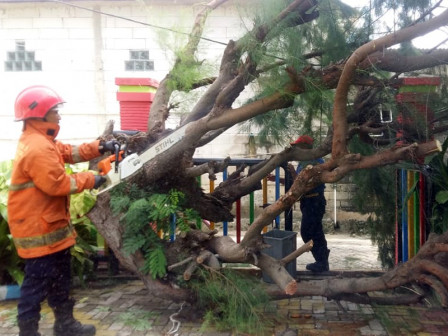  Petugas Evakuasi Pohon Tumbang di SMPN 241 Pulau Tidung