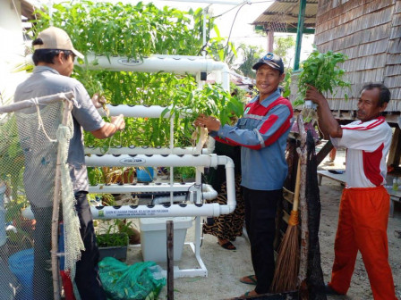 KWT Hijau Daun Pulau Kelapa Dua Panen Sayuran Hidroponik 