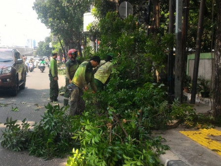  10 Pohon Dipapas di Jalan Rawa Bambu Raya 