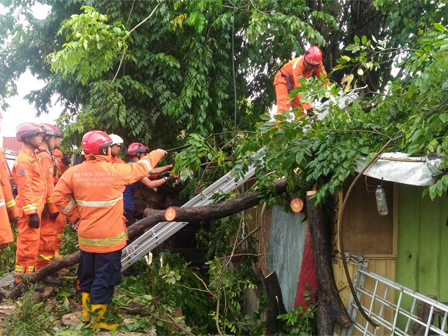 Enam Pohon Tumbang di Jakut Berhasil Dievakuasi Petugas Gabungan