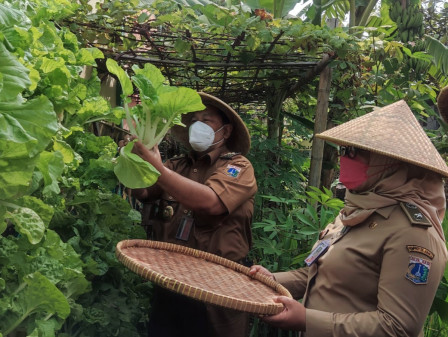 Juaini Panen Sayuran dan Ikan di Urban Farming Kelurahan Rasela