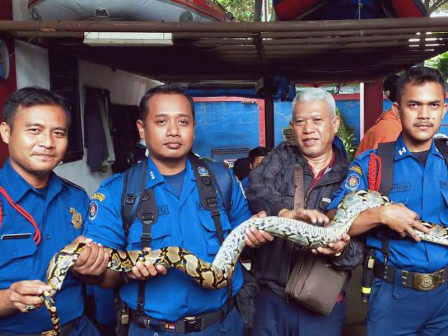  Seekor Ular Piton Diamankan dari Rumah Warga Utan Panjang 