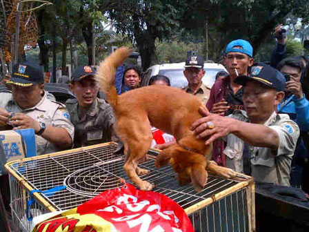 Delapan Ekor Anjing Liar di Kawasan Lapangan Banteng di Tangkap