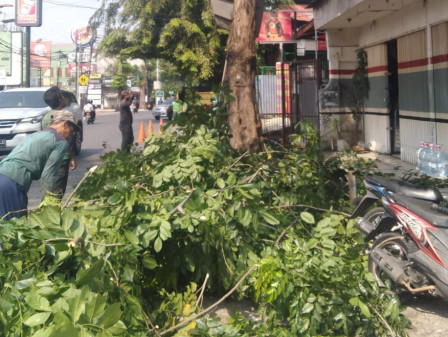  10 Pohon di Jl Pahlawan Revolusi Pondok Bambu Dipangkas 