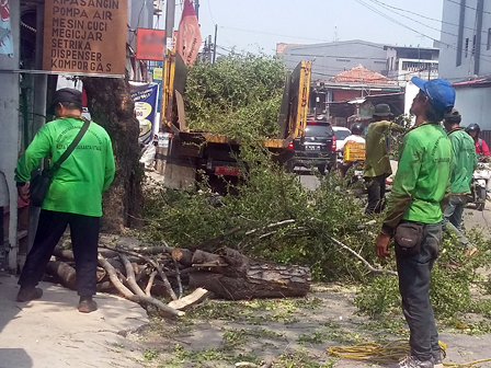  40 Petugas Disebar Antisipasi Pohon Tumbang