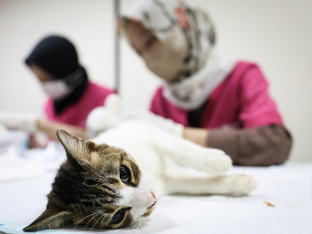  Sudin KPKP Jakut Steril Ratusan Kucing di Empat Lokasi