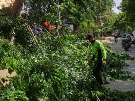 Lima Pohon Ditoping di Jalan Outer Ring Road Cengkareng 