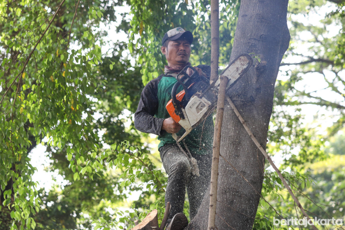 Seorang petugas memotong dahan pohon menggunakan gergaji mesin