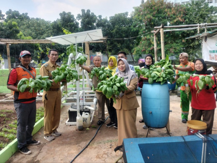 PKK Panen Kangkung dan Pokcoy Pademangan Timur