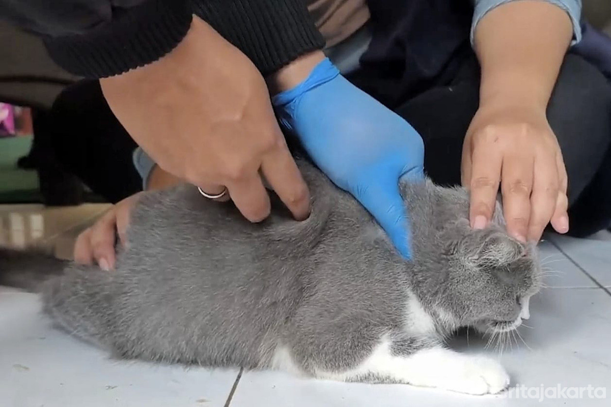 Vaksinasi Rabies HPR di Pejaten Timur