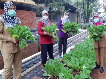  Urban Farming di kantor Wali Kota Jaktim Dipanen