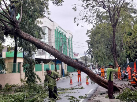 Pohon Tumbang di Jalan Cempaka Putih Tengah Berhasil Dievakuasi 