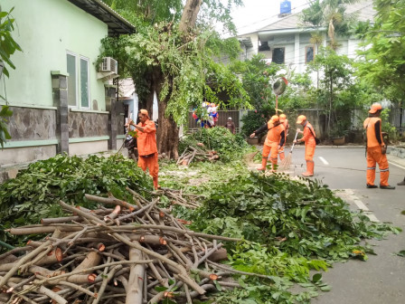 Satgas Hijau dan Tim Orange Pangkas Pohon di Pulogadung 