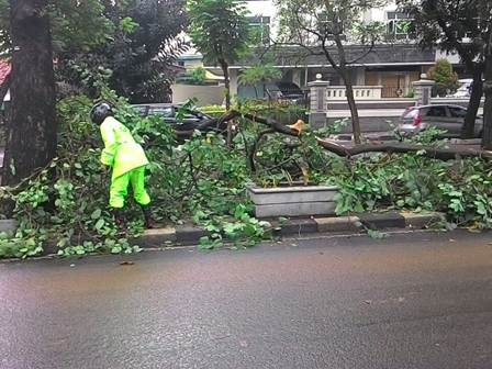 Pohon Tumbang di Jalan Srengsreng