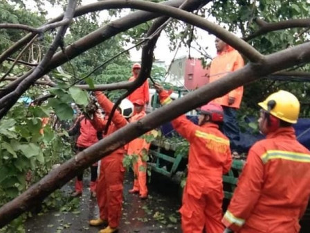 Pohon Tumbang di Jalan Angke Barat Berhasil Dievakuasi
