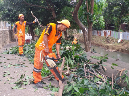  Tujuh Pohon Mangga di Bantaran Kali Krukut Dipapas