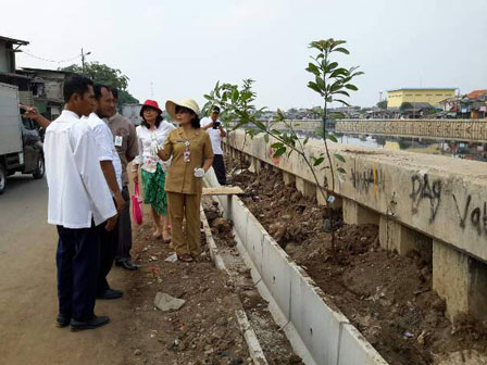 200 Pohon Mangga Ditanam di Bantaran Cengkareng Drain