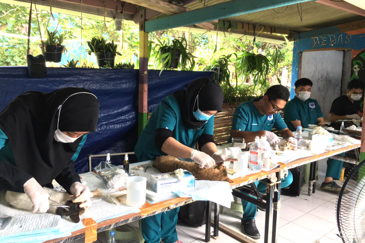Para petugas melakukan sterilisasi kucing di Pulau Untung Jawa