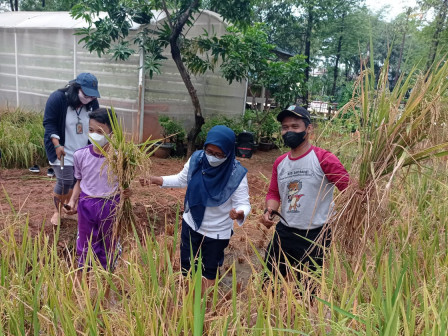 Puluhan Siswa di Jakarta Utara Diajak Panen Padi dan Sayuran di Walkot JU Farms