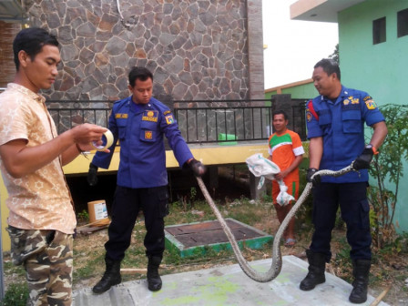 Seekor Ular Sanca di Pulau Untung Jawa Berhasil Dievakuasi 