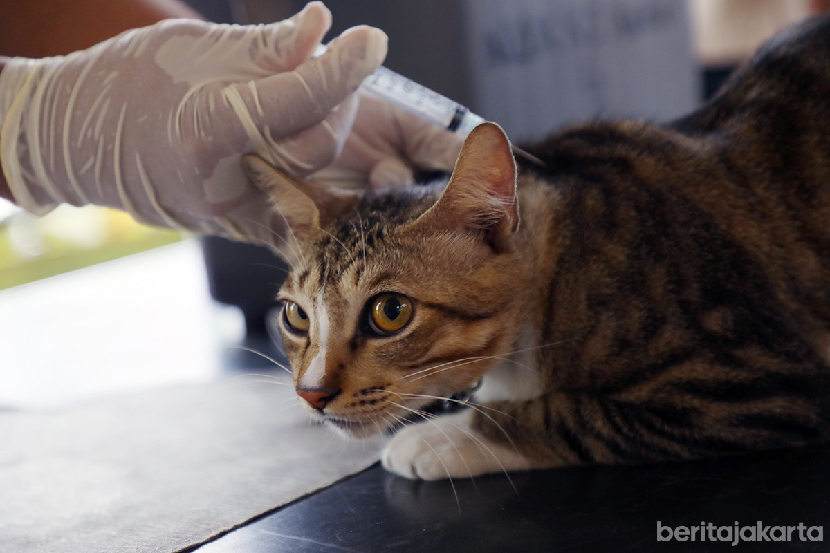 Vaksinasi rabies pada kucing milik warga