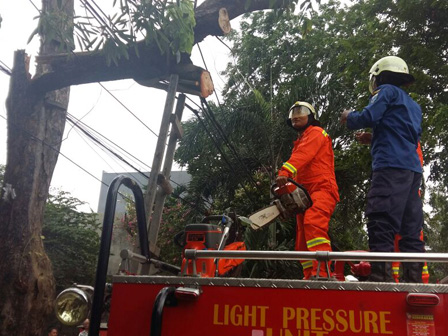 Petugas Damkar Evakuasi Pohon Tumbang di Jl Cempaka Putih Timur