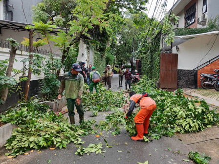 Petugas Gabungan Evakuasi Pohon Tumbang Di Jalan Hang Lekiu 5 Kebayoran Baru 