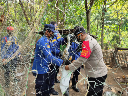 Ular Sepanjang Empat Meter Berhasil Dievakuasi dari Kebun Warga Pulau Pari 