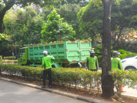 Tiga Pohon Ditoping di Jalan Patimura 