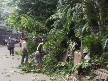  Pohon Rawan Tumbang di Jl Jatinegara Timur Dipangkas