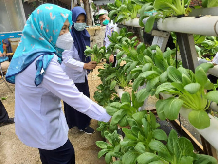 RPTRA Kampung Benda Berhasil Panen Puluhan Pakcoy dan Ikan Lele 
