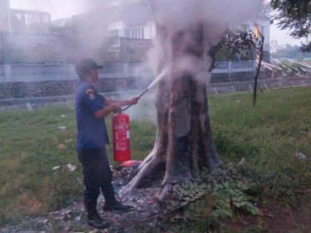 Petugas Padamkan Sebuah Pohon Angsana yang Terbakar