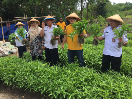  Menengok Urban Farming Di Pulau Tidung Kecil 