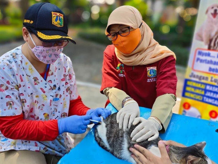Puluhan Ribu Hewan di Tahun 2020, Telah Divaksinasi Rabies Oleh Dinas KPKP DKI 