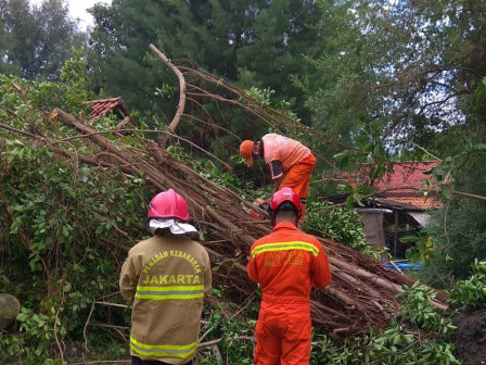Petugas Evakuasi Pohon Tumbang dan Tower Roboh di Kepulauan Seribu Selatan