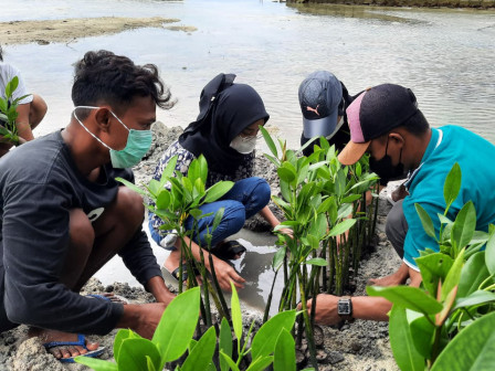 UPT PBKL Gandeng Mahasiswa Giatkan Penanaman Bakau di Pesisir Pantai