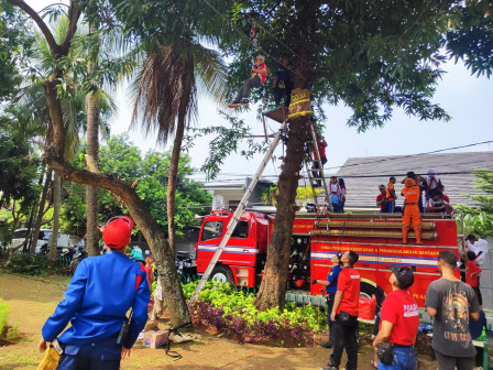 Flying Fox Anak-Anak Meriahkan Pesta Rakyat Cilandak 