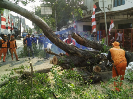 Pohon Tumbang di Jl Bendungan Hilir Raya Dievakuasi