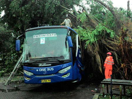 Puluhan Pohon Tumbang, 3 Mobil Ringsek