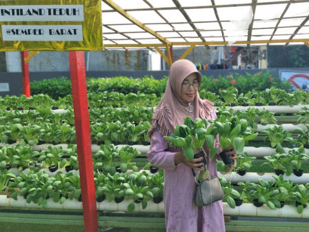  Produk Hidpronik Sayur Pakcoy RPTRA Intiland Teduh Diminati