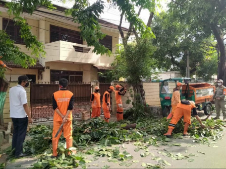 Dua pohon di Jalan Merpati di Pangkas