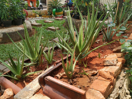  Kelurahan Kebon Pala Budidaya Lidah Buaya