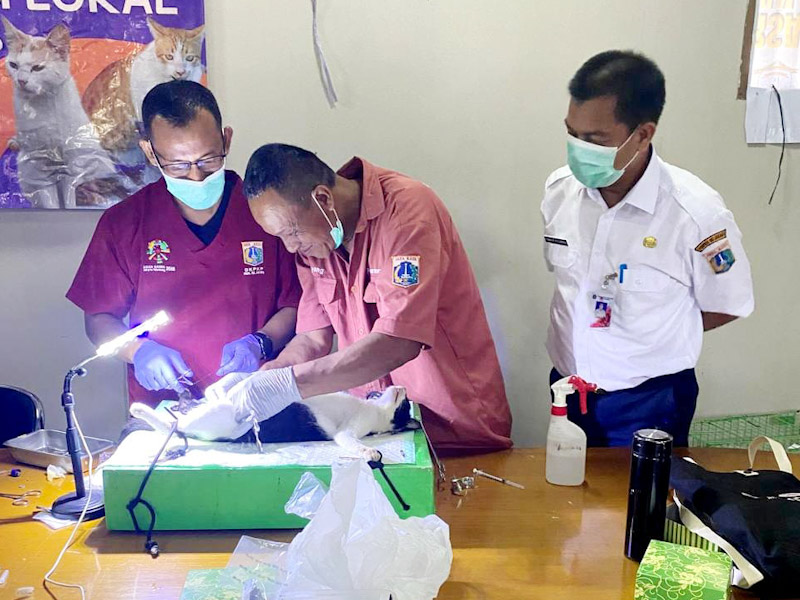 Sudin KPKP Jaktim Berhasil Sterilisasi 328 Kucing