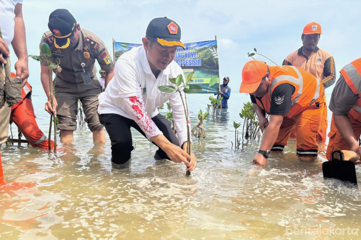 Pemkab Kepulauan Seribu Tanam 2.000 Mangrove di Pulau Pari 
