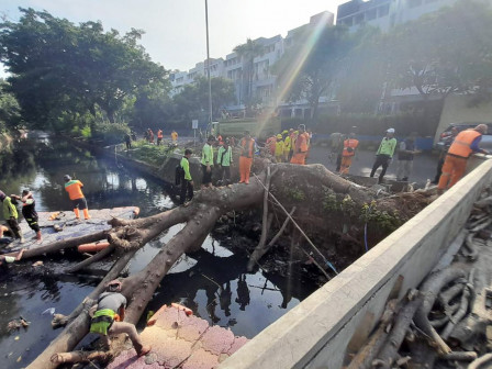  50 Petugas Gabungan Bersihkan Bekas Pohon Tumbang di Gading Kirana 