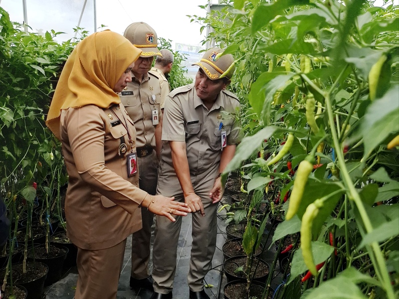 Besok Diadakan Panen Raya di Jakarta