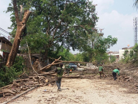 Tujuh Pohon Dipapas di Kawasan Waduk Cincin Dipapas Sudin Kehutahan Jakut